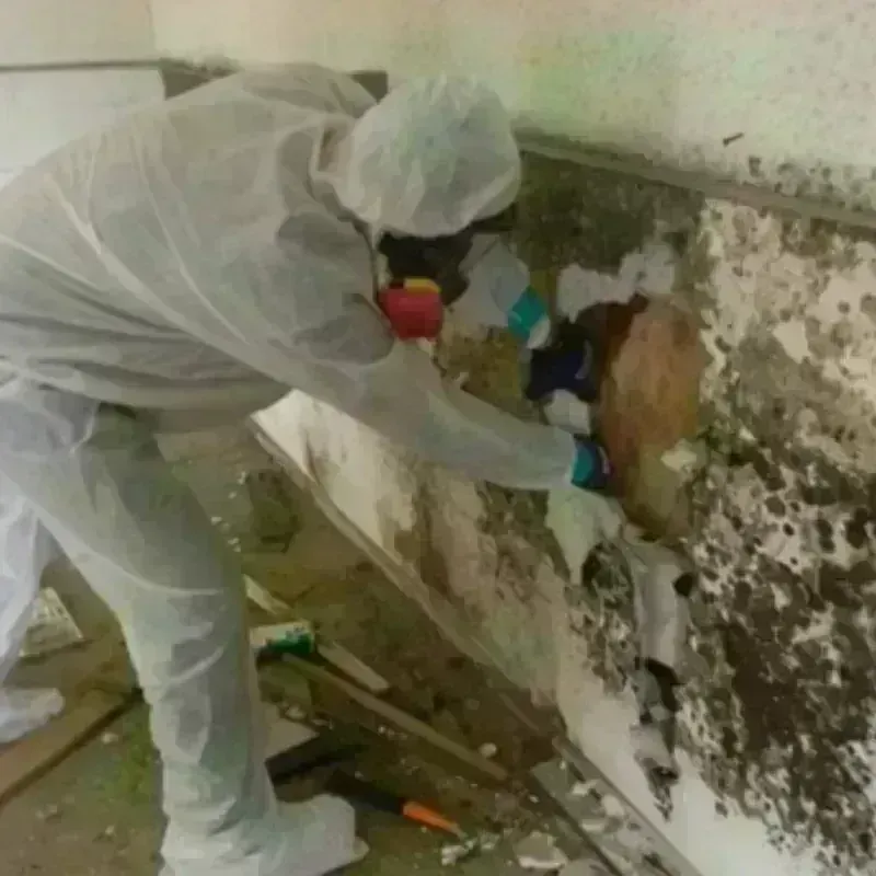 Mold Remediation and Removal in Morganville, NJ